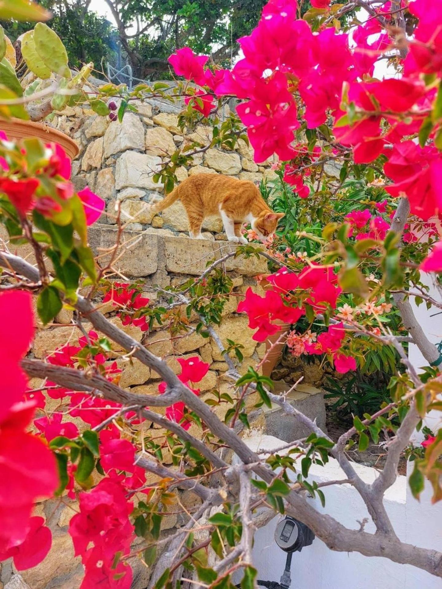 Tranquil Villa With Sea View In Ammopi Karpathos Amoopi Ngoại thất bức ảnh